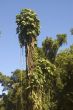 Big Tree