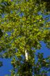 Big Tree