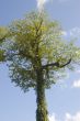 Big Tree