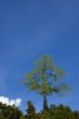 Big Tree