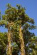 Big Tree