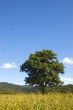 Big Tree