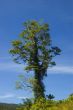 Big Tree