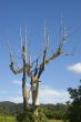 Big Tree