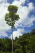 Big Tree
