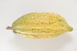 Cacao Fruit