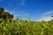 Corn Plantation