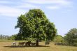 Cows in shade