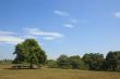 Cows in the shade