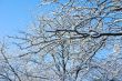 Brances in Winter
