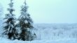 Winter landscape wiith fir-trees