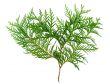 thuja