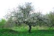 apple-tree