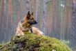 Germany Sheep-dog laying on the stone