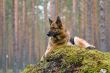 Germany Sheep-dog laying on the stone