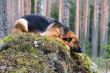 Germany Sheep-dog laying on the stone