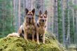Two Germany shepherds sitting on the stone
