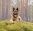 Germany Sheep-dog laying on the stone