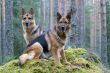 Two Germany shepherds sitting on the stone