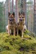 Two Germany shepherds sitting on the stone