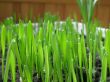 green grass with dew drops