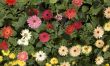 Gerberas