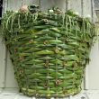 Basketful of harvest