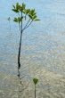 Mangrove