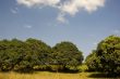 Mango Orchard