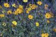 Yellow Flowers