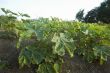 Okra Plantation