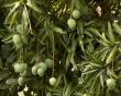 Mangoes