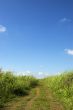 Clouds_Grass