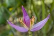 Banana Flower
