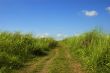 Dirt Road