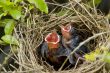 Baby Birds