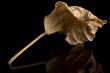 Dry Leaf