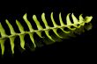 Fern