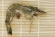 Fresh Shrimp