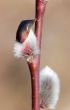 pussy-willow