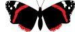 Red Admiral