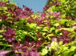 lush clematis