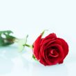 Beautiful rose