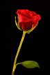Single rose