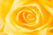 Yellow rosebud