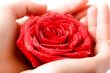 Rose in hands