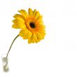 Gerbera flower