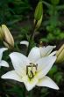 White lily