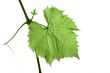 Grape leaf
