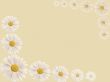 Daisy background